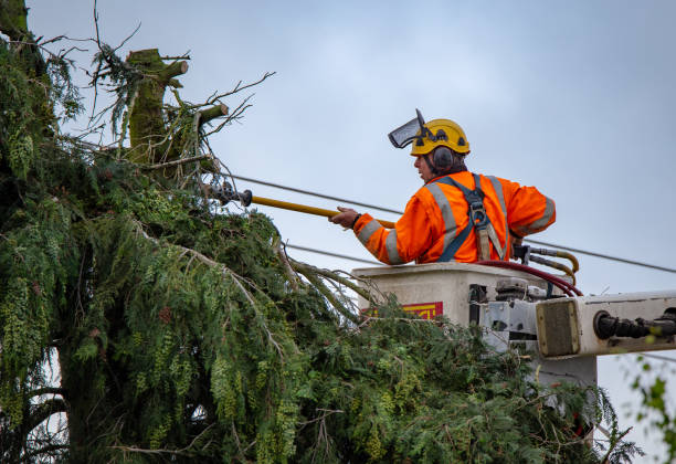 Best Root Management and Removal  in USA